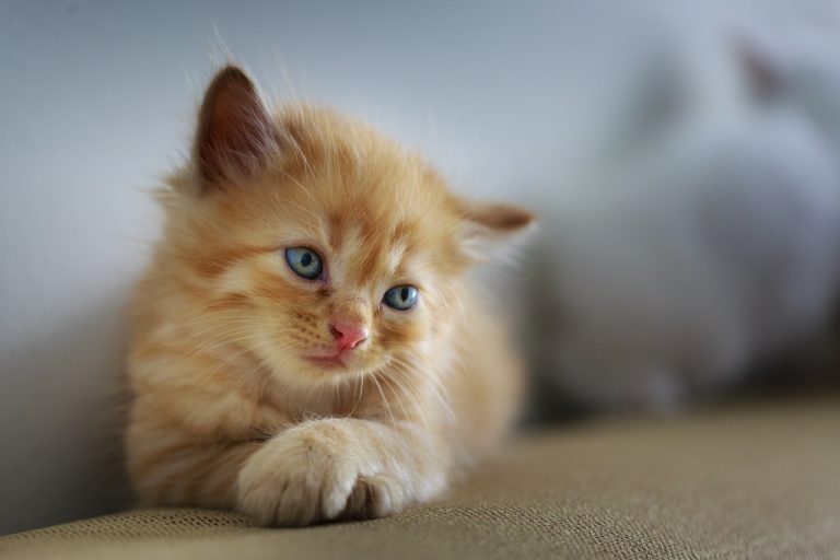 chaton couché