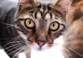 chat portrait