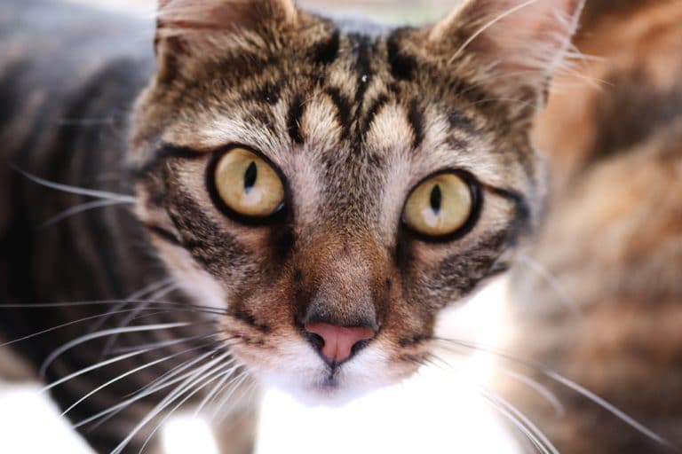 chat portrait