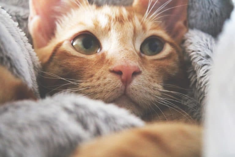 chaton