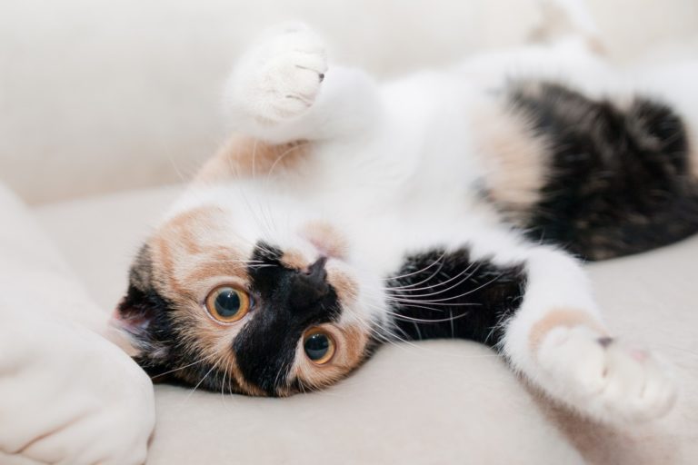 chat couché