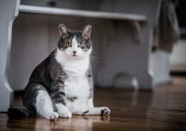 chat gros