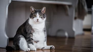 chat gros