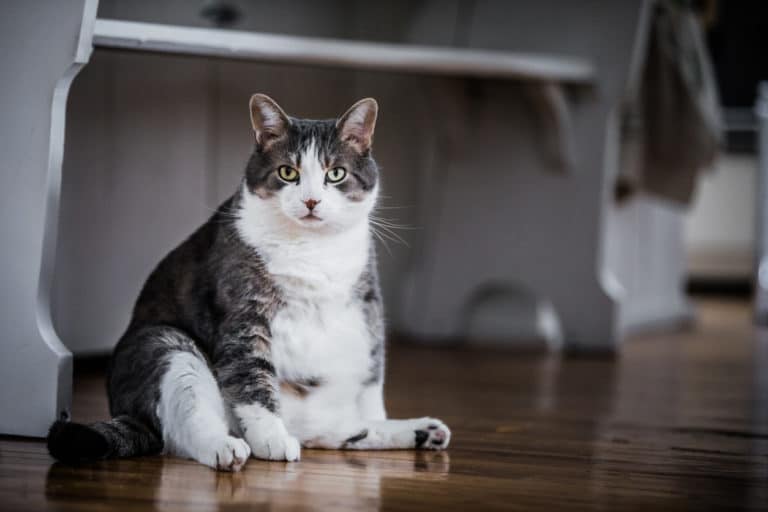 chat gros