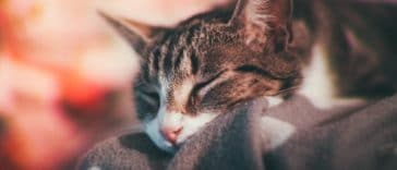 chat couché dort