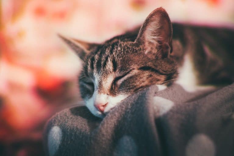 chat couché dort