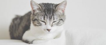 chat couché dort