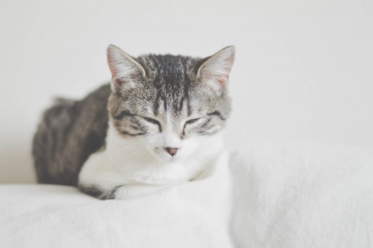chat couché dort