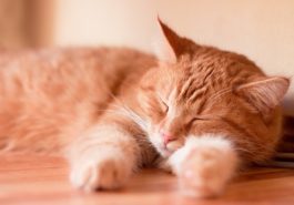chat roux couché dort