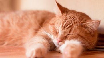 chat roux couché dort