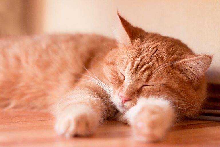chat roux couché dort