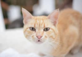 chat roux miaule couché