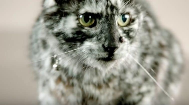 10 Anomalies Genetiques Etonnantes Chez Les Chats 10 Anomalies Genetiques Etonnantes Chez Les Chats