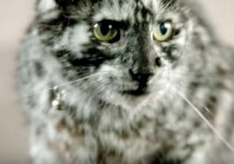 chat vitiligo scrappy