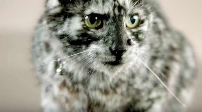 chat vitiligo scrappy