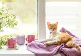 chat fenêtre