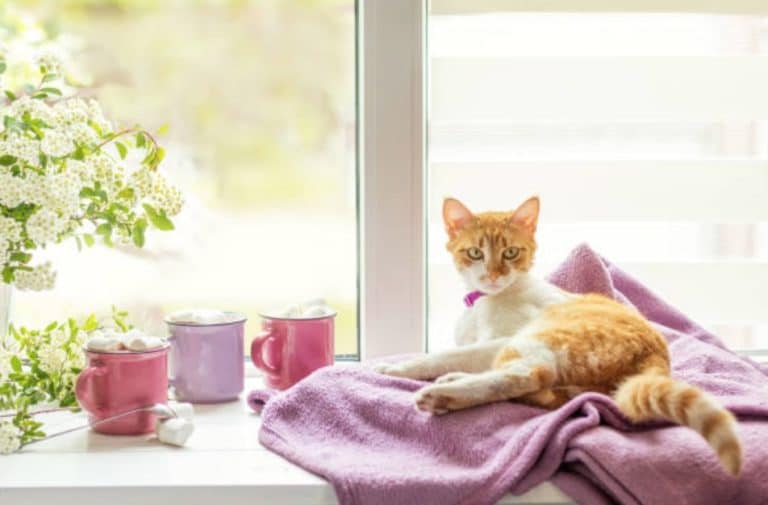 chat fenêtre