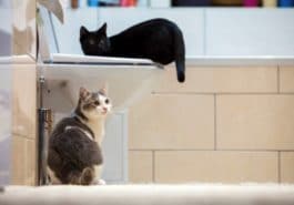 chats salle de bains toilettes