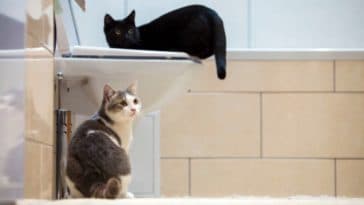 chats salle de bains toilettes