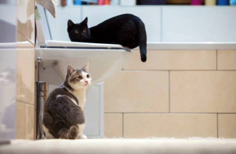 chats salle de bains toilettes