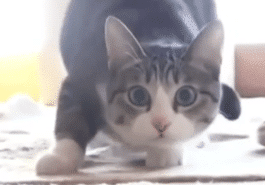 chat bouge fesses