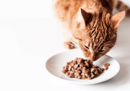 chat mange