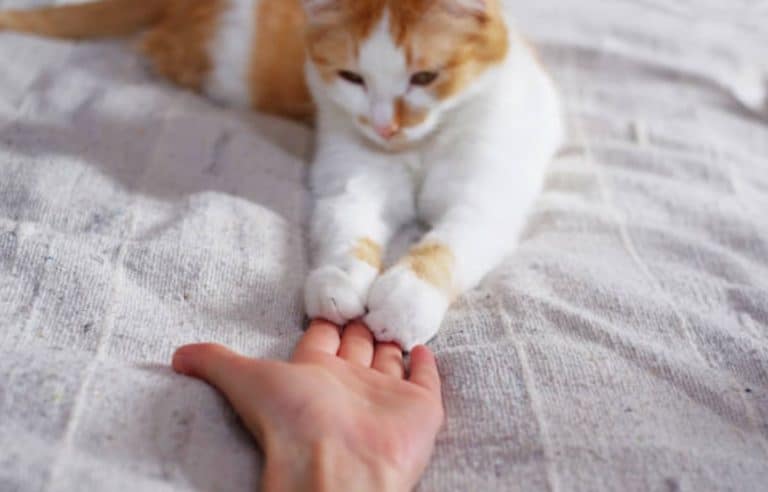 chat couché