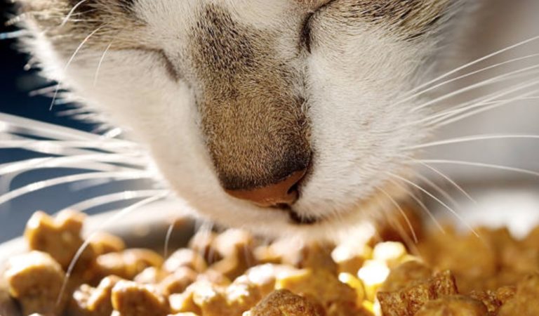 chat mange croquettes