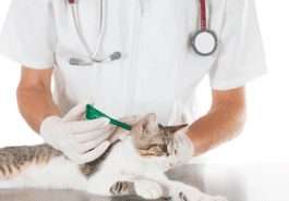 pipette chat vétérinaire