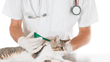 pipette chat vétérinaire