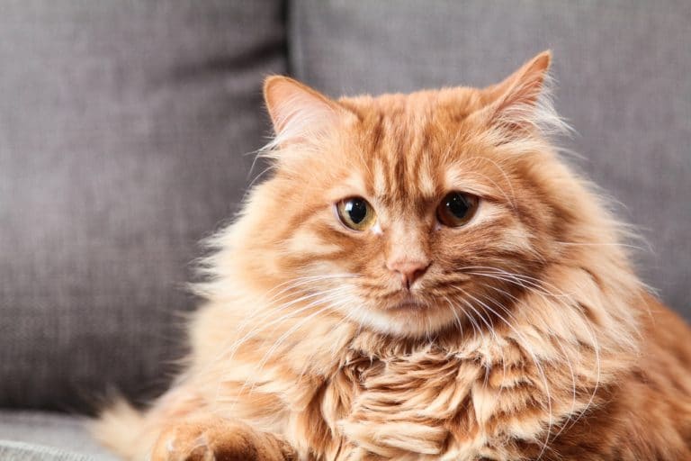 chat roux