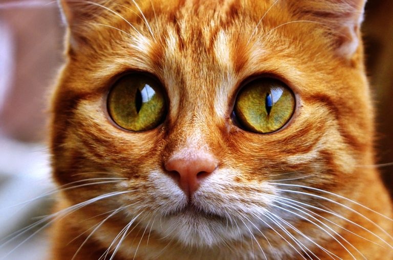 chat roux