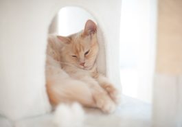 chat couché
