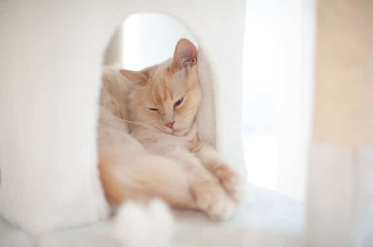 chat couché
