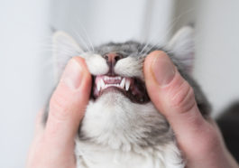dents chat