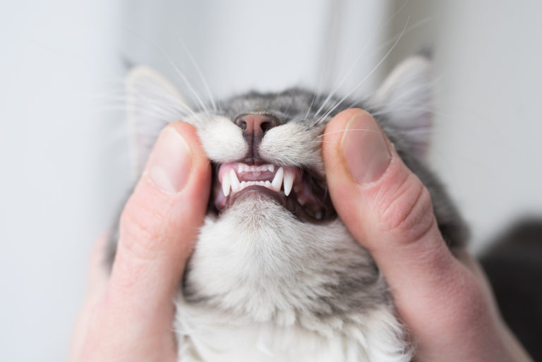 dents chat