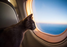 chat avion