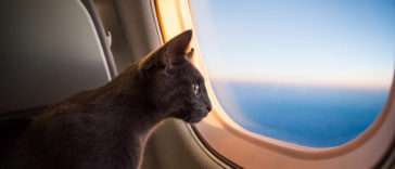 chat avion