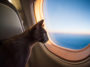 chat avion
