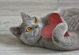 chat