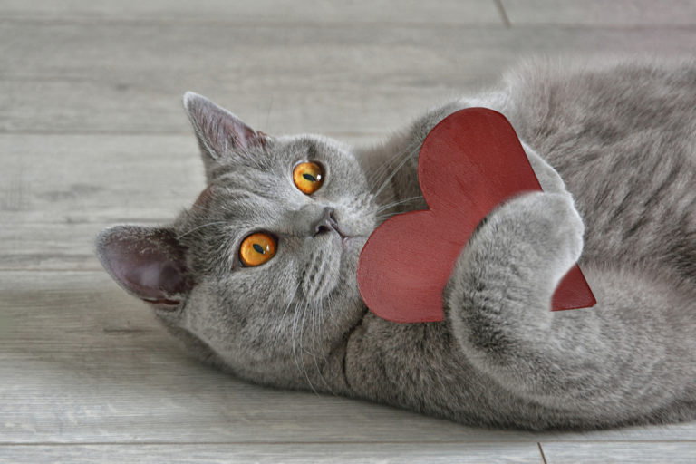 chat