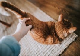 chat gratte fesses câlin