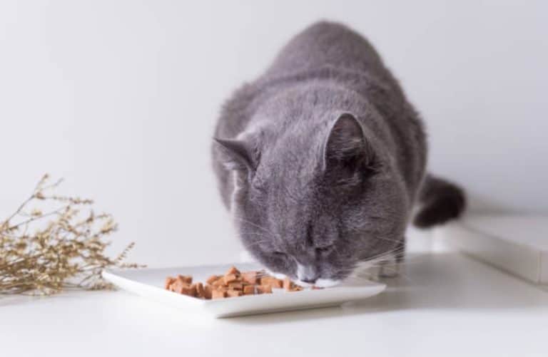 chat mange