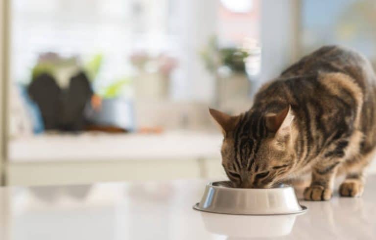 chat mange