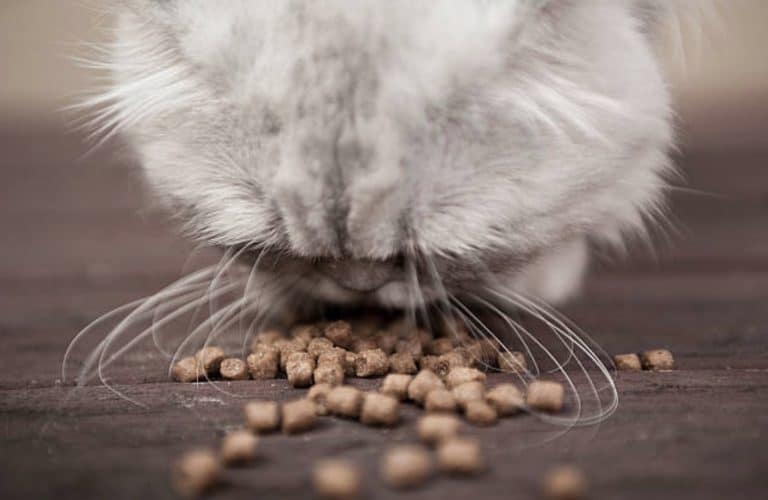 chat mange croquettes