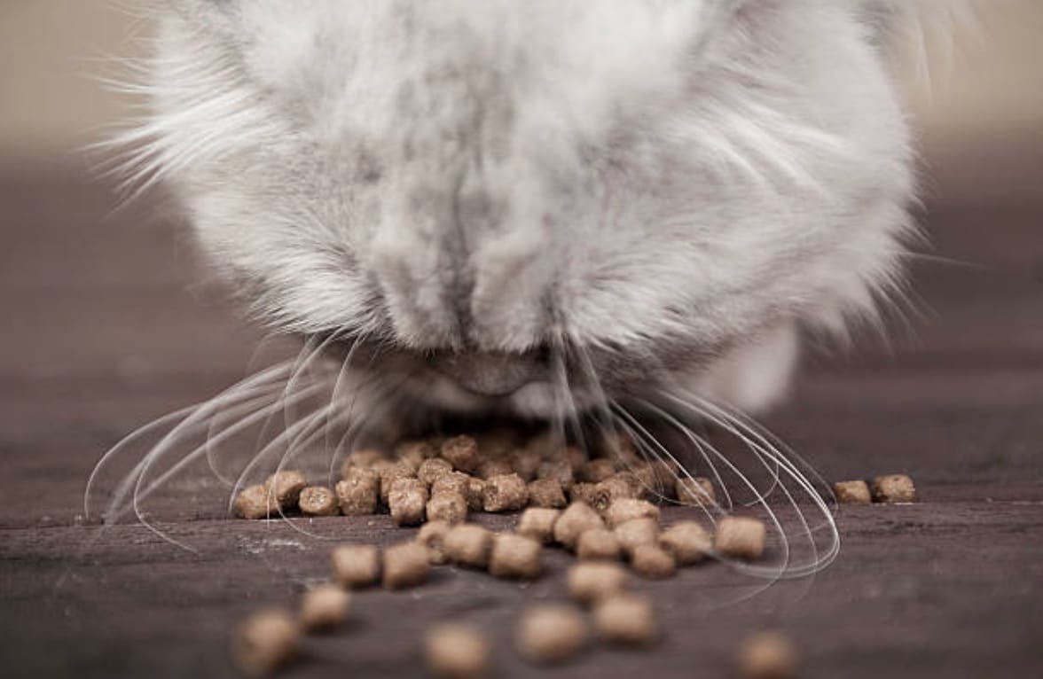 chat mange croquettes