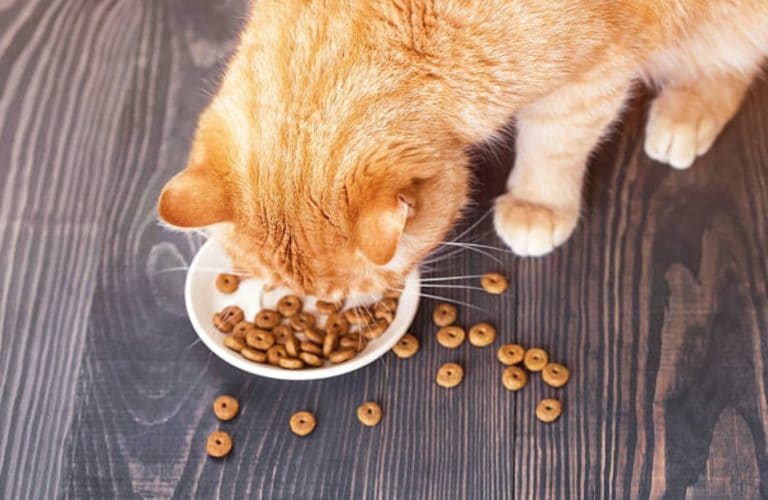 chat mange