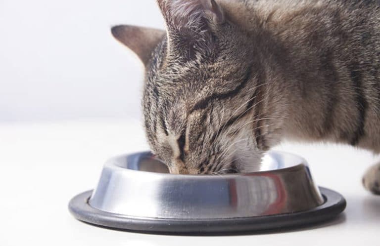 chat gamelle