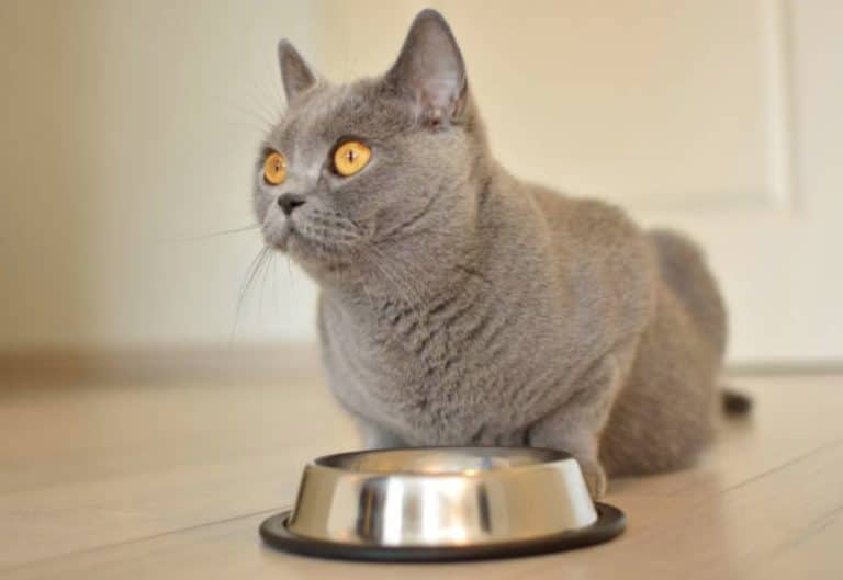 chat mange