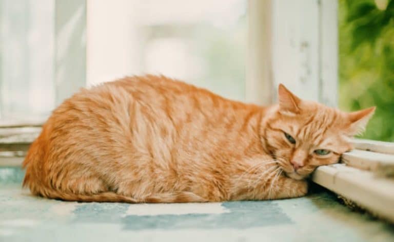 chat couché